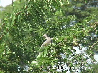 Plain Pigeon - ML201283541