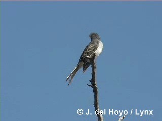 La Sagra's Flycatcher - ML201283601