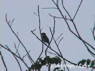 La Sagra's Flycatcher - ML201283611