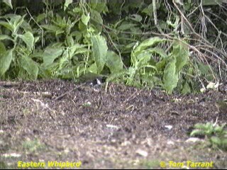 Eastern Whipbird - ML201283631