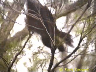 Eastern Whipbird - ML201283641