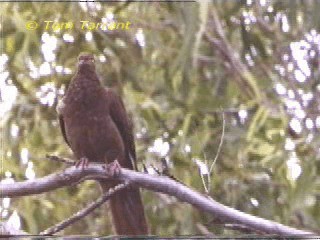 Brown Cuckoo-Dove - ML201283651