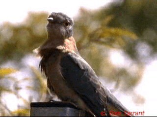 Fan-tailed Cuckoo - ML201283671