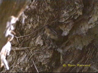 Striated Pardalote - ML201283701