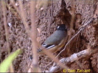 Striated Pardalote - ML201283711