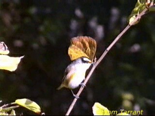 Striated Pardalote - ML201283721