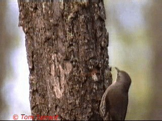 White-throated Treecreeper (White-throated) - ML201283771