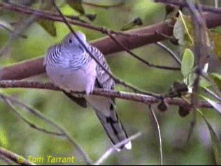 Peaceful Dove - ML201283791