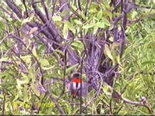 Picaflores Golondrina - ML201283801