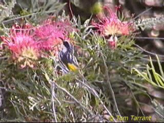 White-cheeked Honeyeater - ML201283851