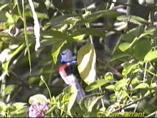 Variegated Fairywren - ML201283871