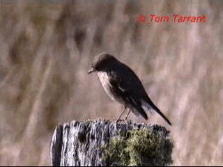 Flame Robin - ML201283881