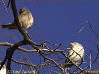 Crimson Chat - ML201283901