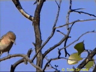 Crimson Chat - ML201283911