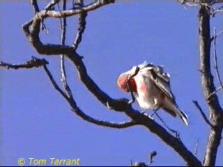 Crimson Chat - ML201283921