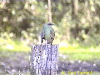 Satin Bowerbird - ML201283951