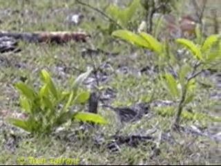 Speckled Warbler - ML201284001