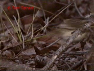 Speckled Warbler - ML201284011