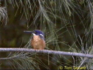 ledňáček azurový - ML201284041