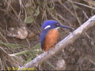 Azure Kingfisher - ML201284051