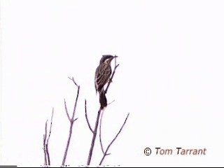 Spiny-cheeked Honeyeater - ML201284061