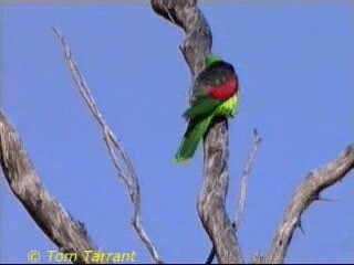 Краснокрылый попугай - ML201284101