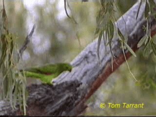 Red-winged Parrot - ML201284111