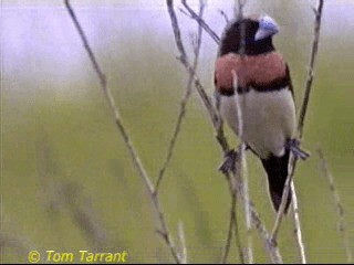 Chestnut-breasted Munia - ML201284161