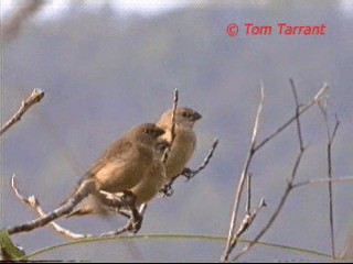 Chestnut-breasted Munia - ML201284171