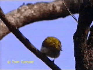 White-throated Honeyeater - ML201284201