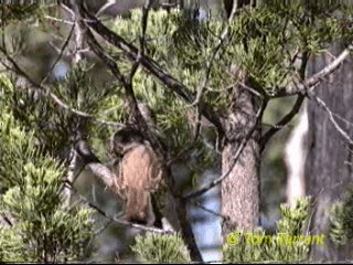 Crested Bellbird - ML201284211