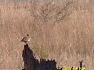 Rufous Songlark - ML201284241