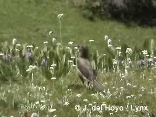 White-backed Thrush - ML201284361