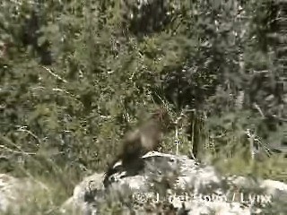 White-backed Thrush - ML201284381