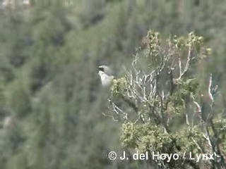 Gray-backed Shrike - ML201284431