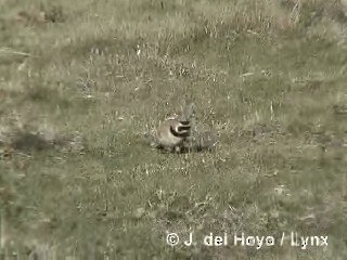 Horned Lark (Tibetan) - ML201284441