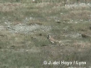 Horned Lark (Tibetan) - ML201284461