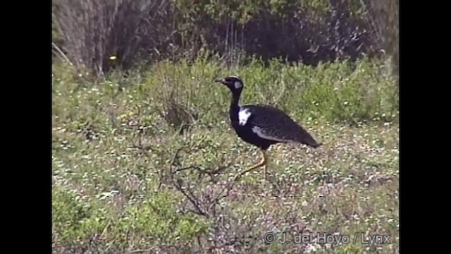 Black Bustard - ML201284471