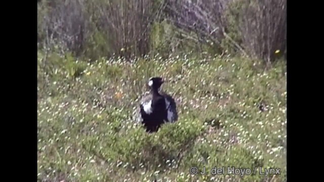 Black Bustard - ML201284481