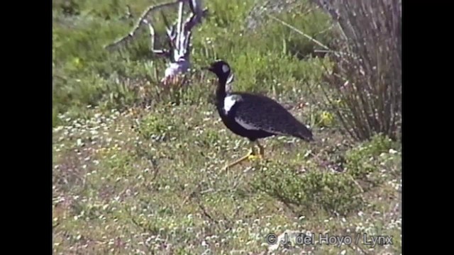 Black Bustard - ML201284491