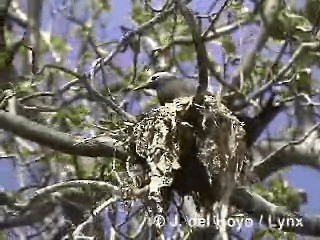 Lesser Noddy - ML201284511