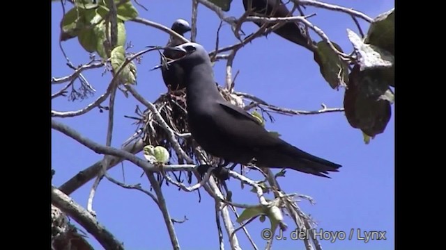 Lesser Noddy - ML201284531