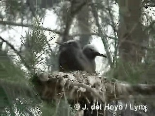 Lesser Noddy - ML201284551