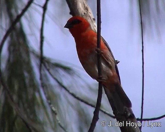 Red Fody - ML201284561