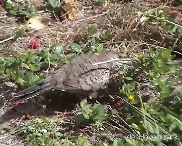 Zebra Dove - ML201284581