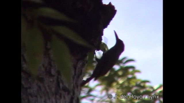 Striped Woodcreeper - ML201284661