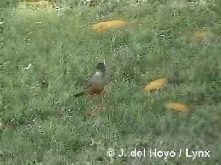 Rufous-bellied Thrush - ML201284671