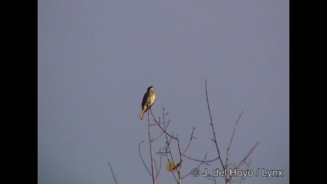 Piratic Flycatcher - ML201284701