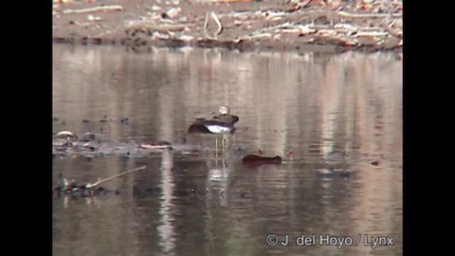 Solitary Sandpiper (solitaria) - ML201284711