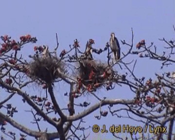 Марабу яванський - ML201284731